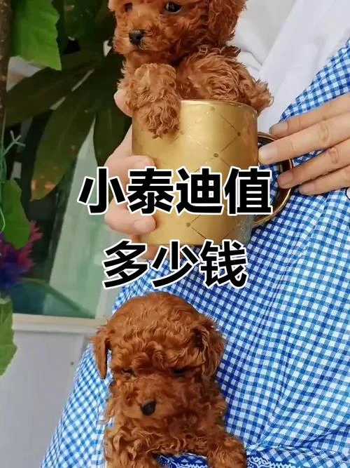 一只泰迪幼犬多少钱_1