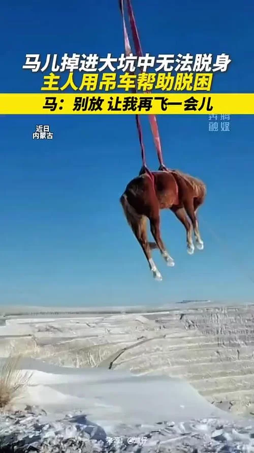 梦见马会飞-梦马腾空