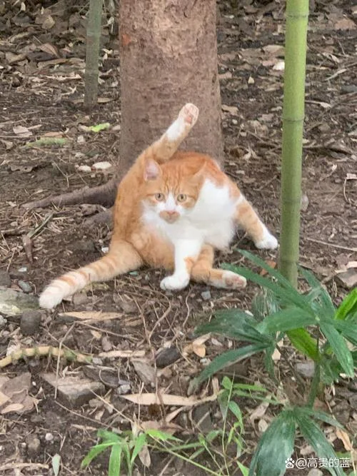 梦到捡到一只橘色的猫_1