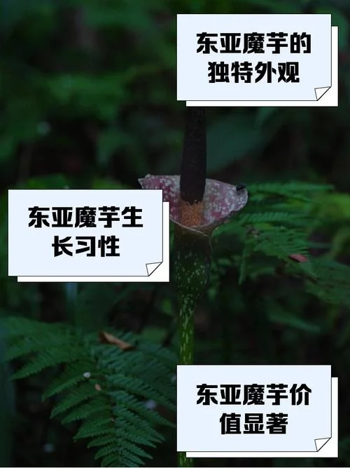 魔芋多少钱一斤_2