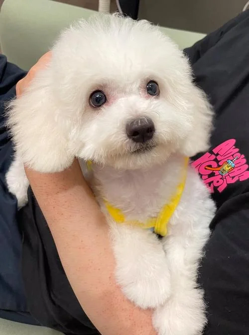 比熊幼犬多少钱_2