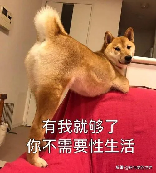梦见打死狗把皮拔掉了_2