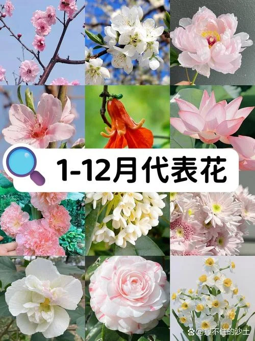 什么花在几月份开花-几月开花什么花