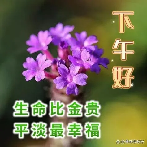 下午好祝福图片最新图片-下午好祝福图片
