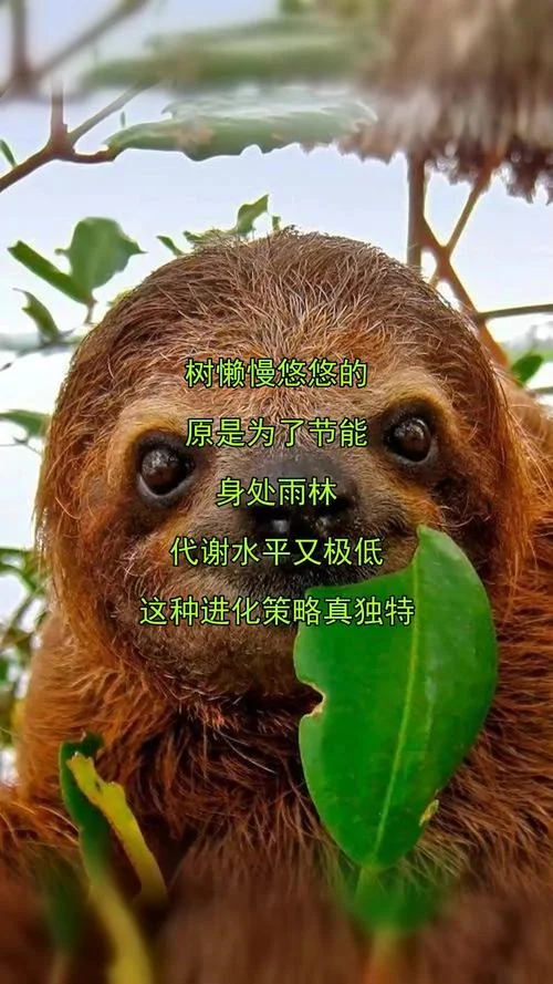 树懒名字_1