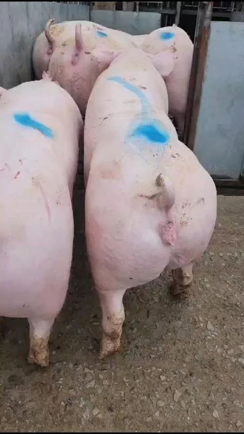 女人梦见一只大白猪_1