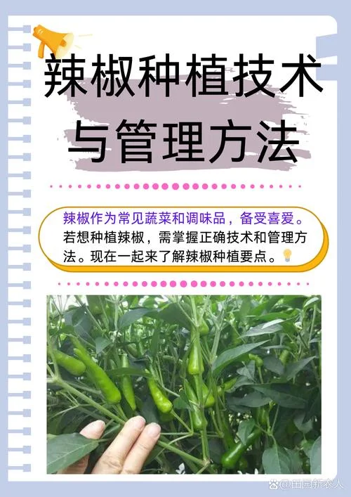 大棚青椒一亩能产多少斤_1