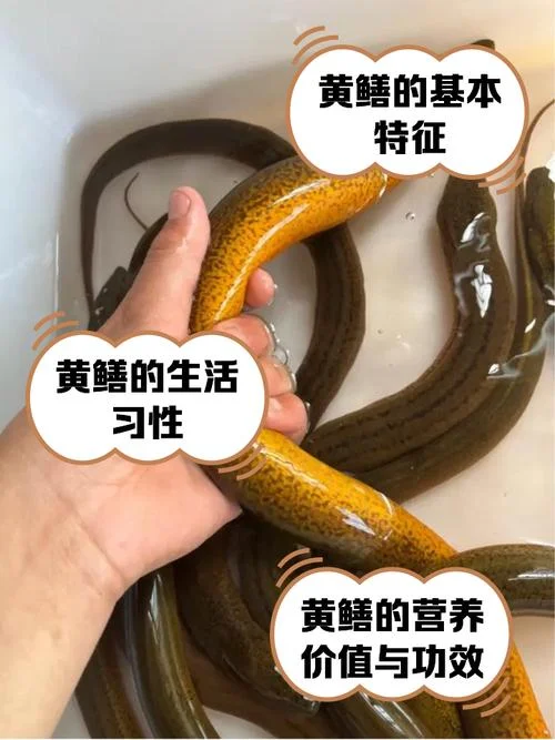 一亩可以养殖多少黄鳝_1