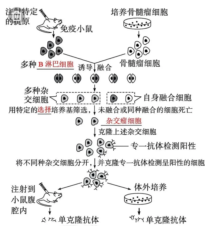 ta克隆的原理和步骤-ta 克隆原理