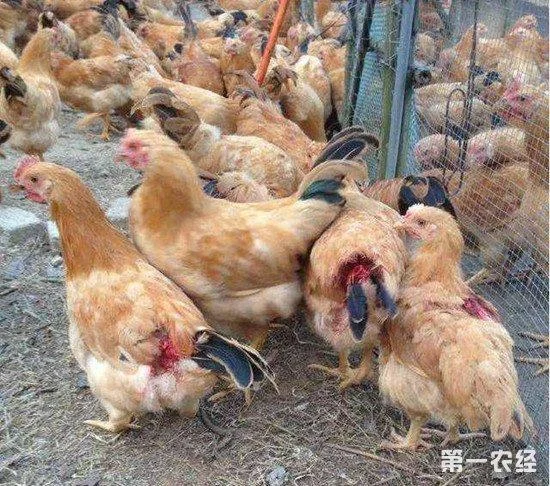 梦见鸡啄我的手很疼_1