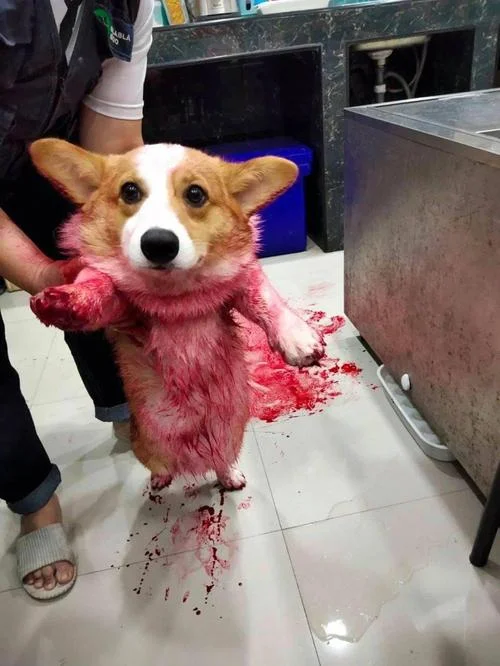 梦到亲手打死狗_1
