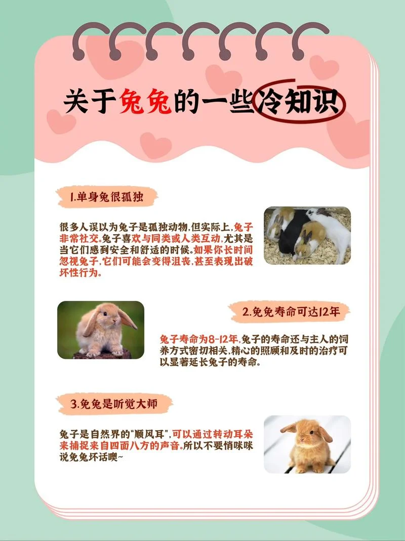 rabbit是什么意思中文翻译-兔子中文译名