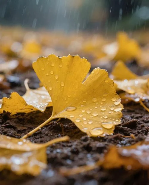 下雨天情绪_1