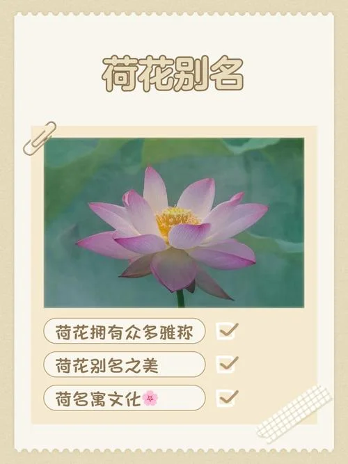 荷花几月份开花阳历_1