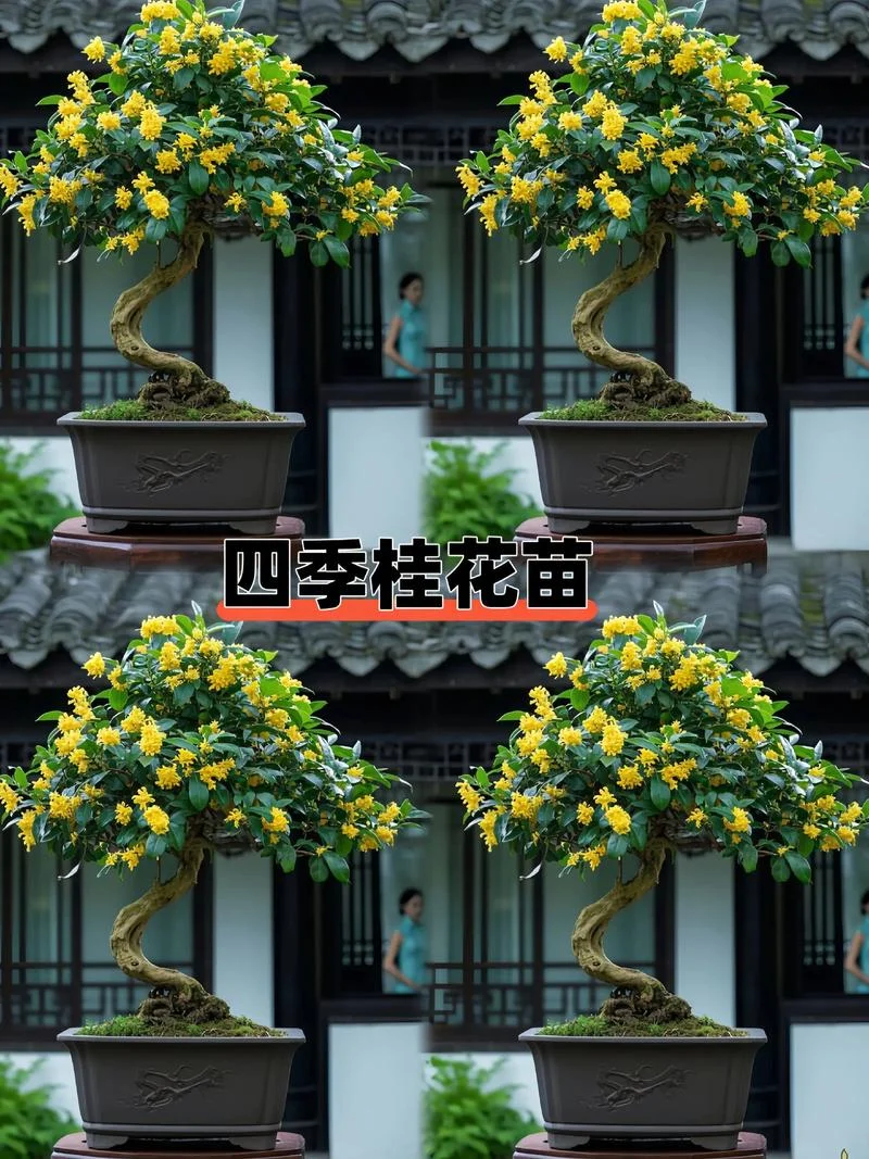桂花几月开花呢-桂花几月开花