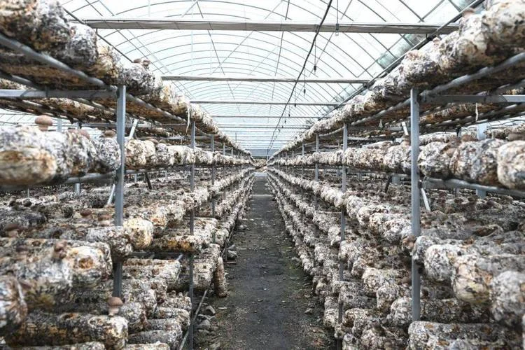 建一个香菇大棚多少钱_2
