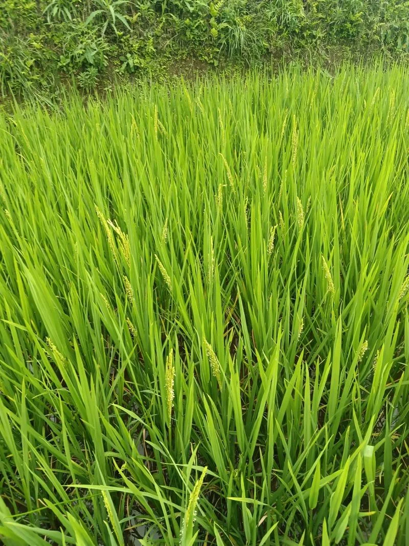 田间地头走一走下一句-田间地头走一走下一句