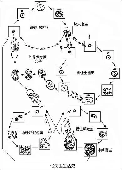 弓形虫在哪里查_2