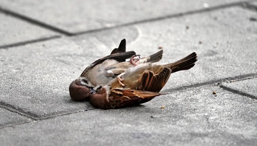 梦见踩死小鸟_1