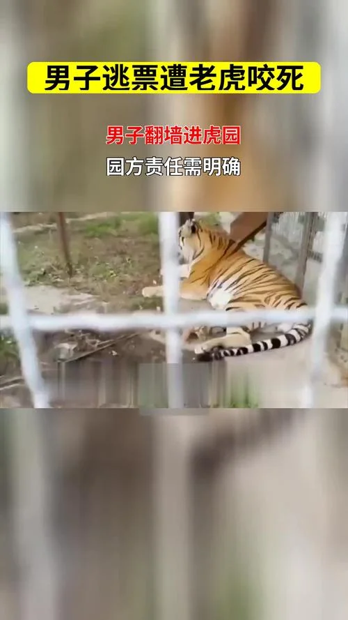 梦到老虎咬人_2