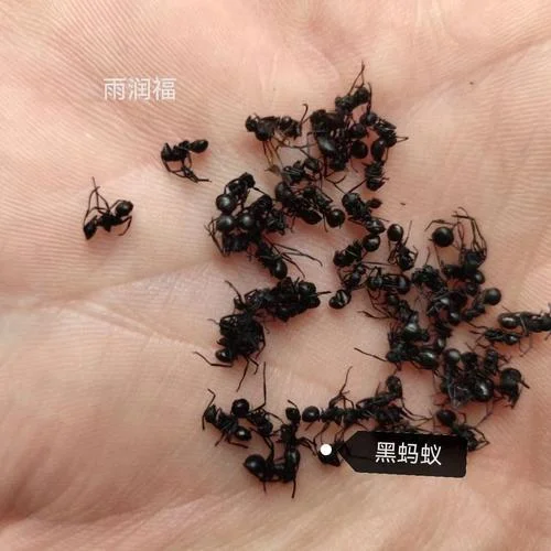 孕妇梦到好多黑蚂蚁_1