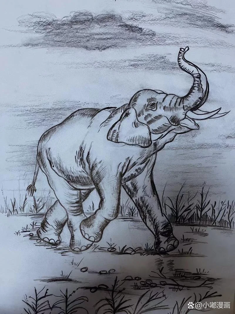 大象怎么画素描-大象素描画法