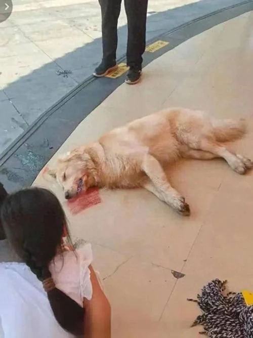 梦见把狗打死吃狗肉_1