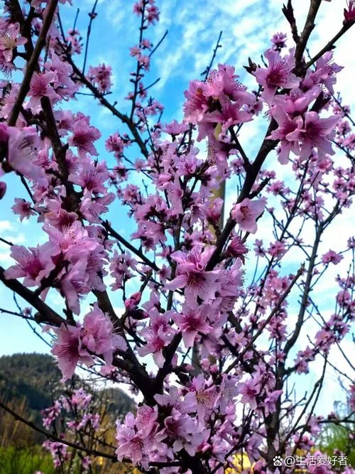 梦见开满粉红桃花树_2