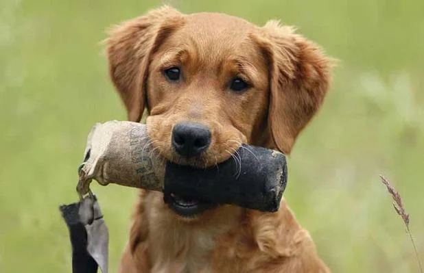 梦见自己变成狗_2