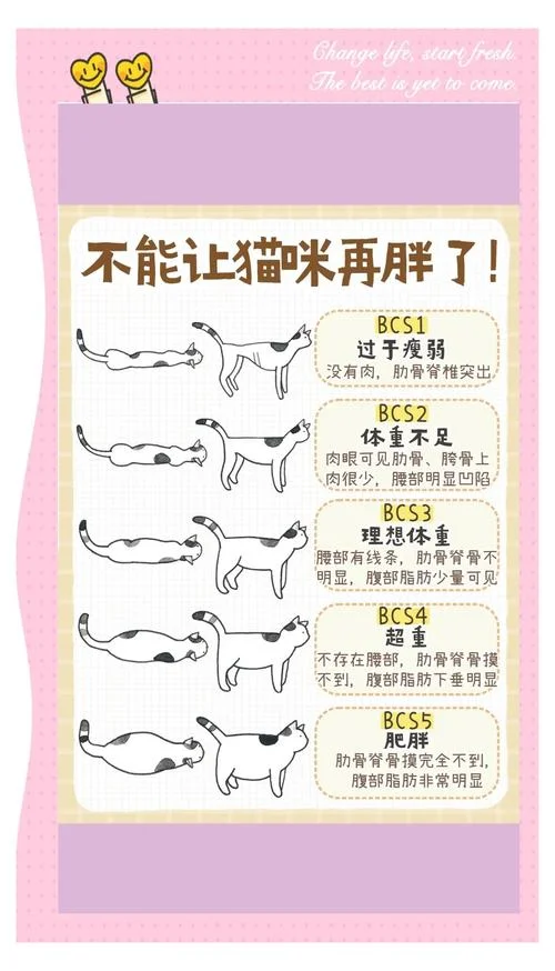 猫咪挑食怎么办啊_1