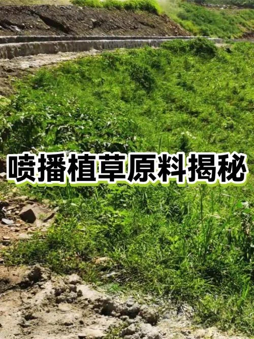喷播植草多少钱一个平方_2