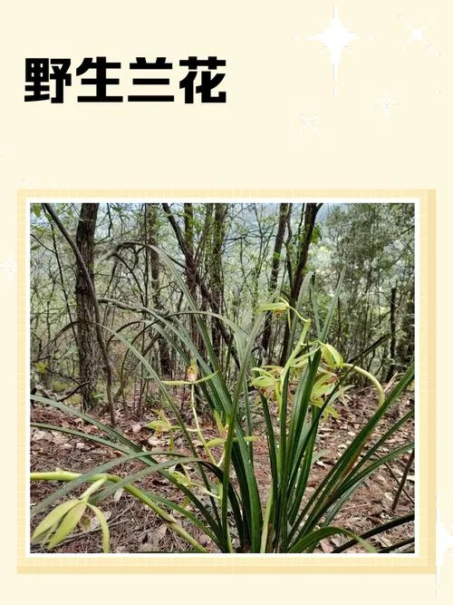 野兰花几月开花-野兰花期多少月