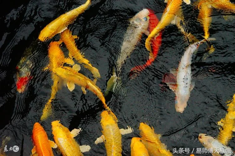 梦到鱼和蛇是什么意思_1