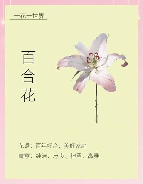 百合花是代表什么意思_1