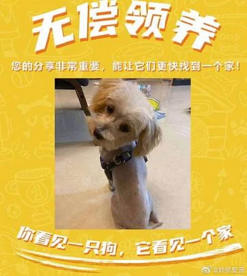 领养宠物是什么意思-领养宠物含义