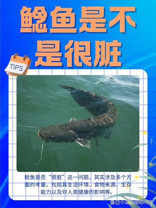 鲶鱼效应告诉了我们什么道理-鲶鱼效应启示道理
