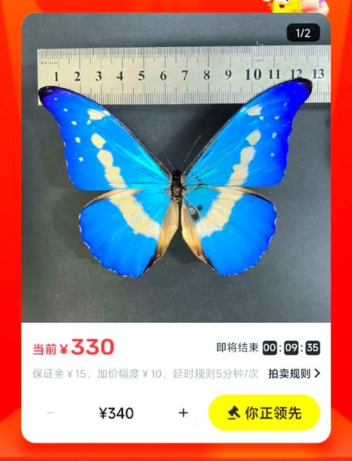 光明女神蝶的简介-光明女神蝶简介