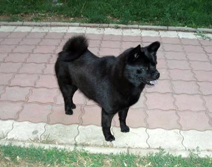 狐狸犬图片多少钱一只_2
