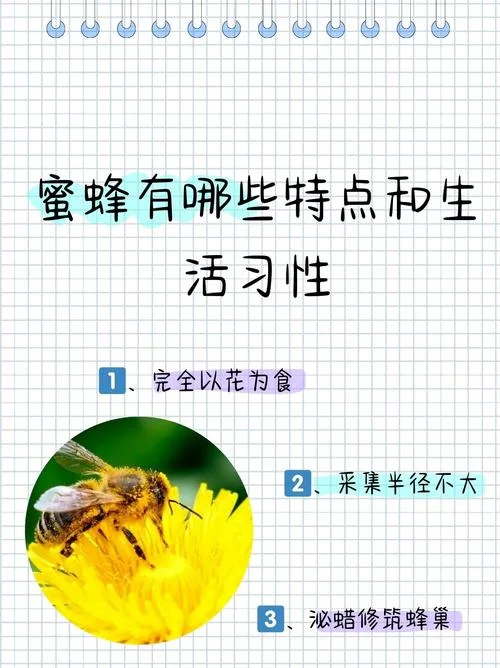 梦到好多蜜蜂是什么意思-梦到蜜蜂寓意深长