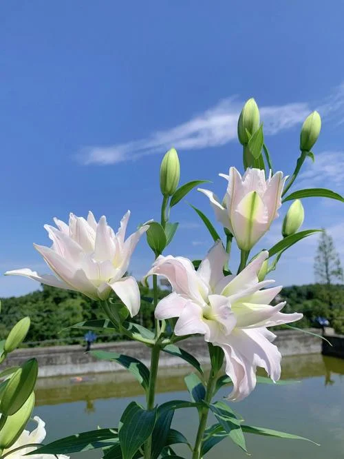 表示友谊送什么花_1