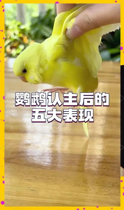 丈夫梦到鹦鹉_1
