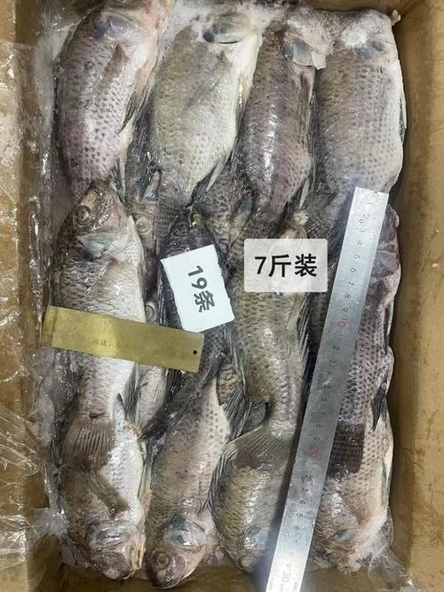 福建罗非鱼几月份开口_2