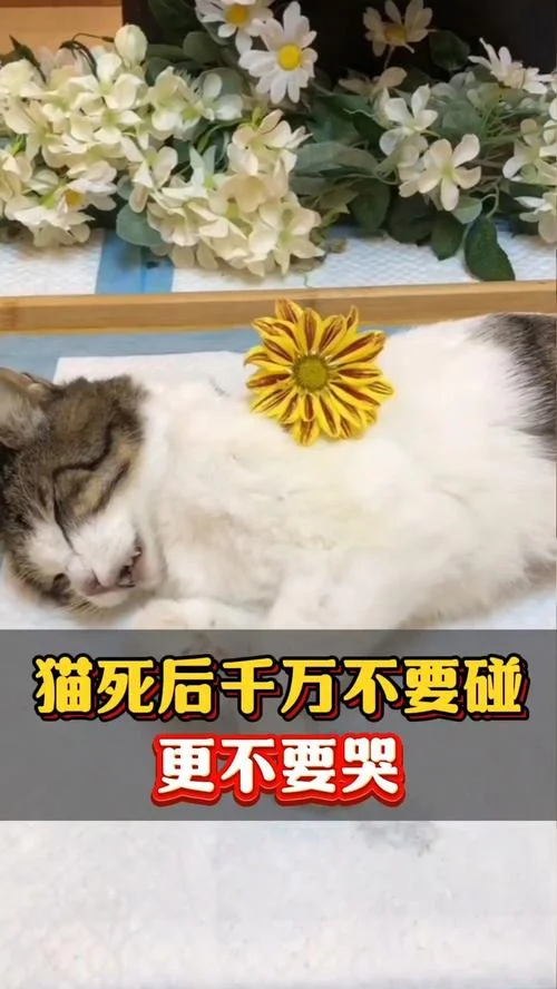 梦见猫死了是什么征兆_2