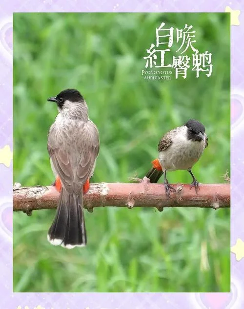 鹡鸰为什么是爱情鸟-鹡鸰为何成爱情鸟
