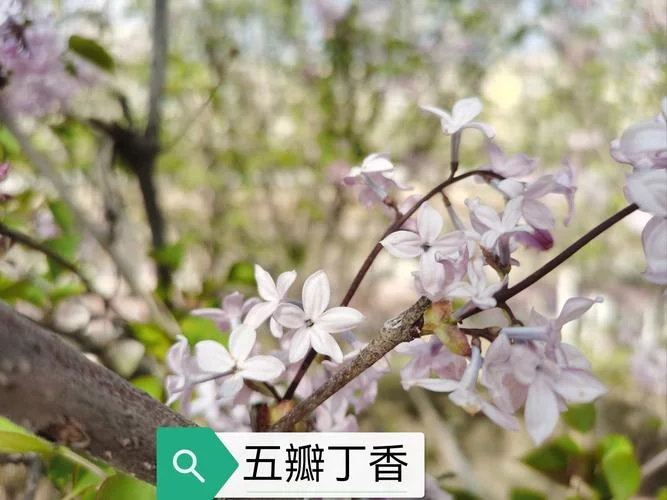 五瓣丁香花是谁写的-五瓣丁香花作者是谁