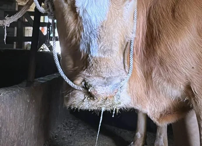牛得了口蹄疫怎么办_2
