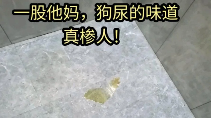 梦见别人家的狗在家里尿了一地_2