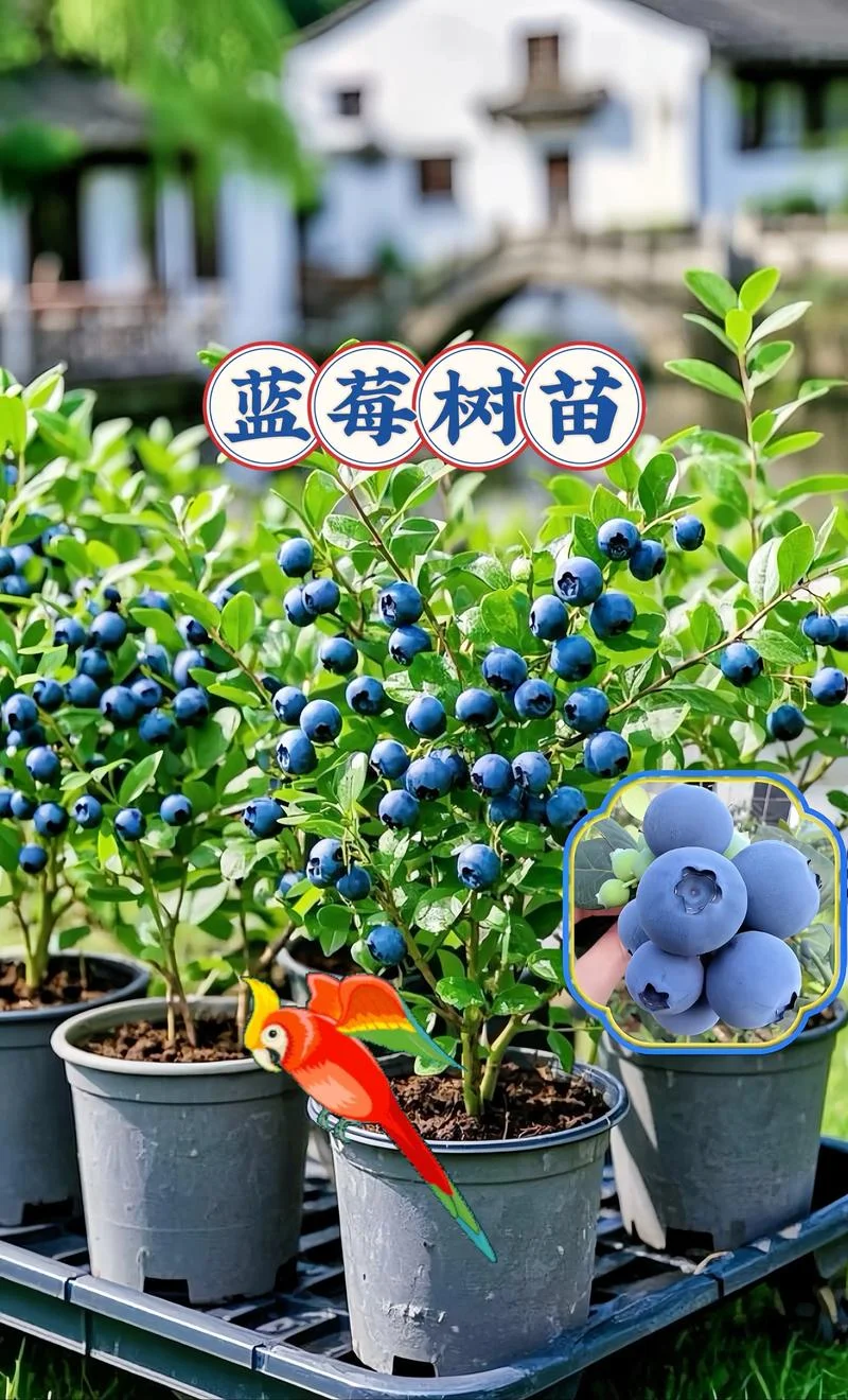 蓝莓一亩地栽多少棵-蓝莓亩栽多少棵