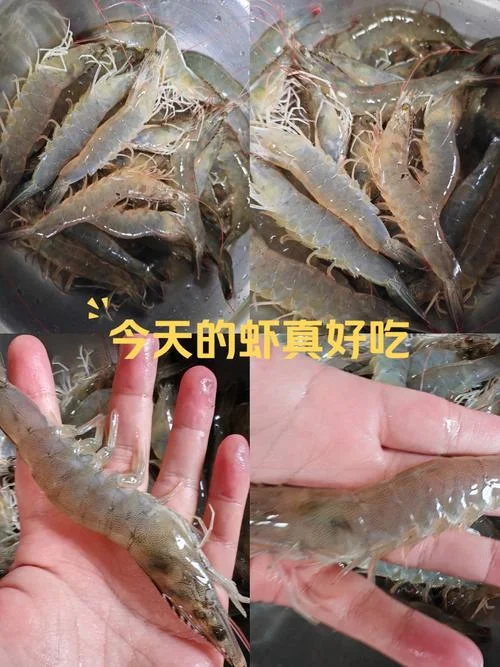 梦到买虾_1