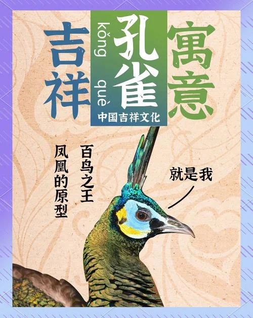 梦见孔雀开屏的寓意_2